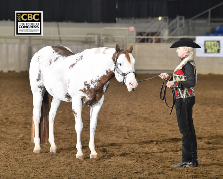 HorseID: 2182107 Impulsified / MDR Impulsified - PhotoID: 1091377