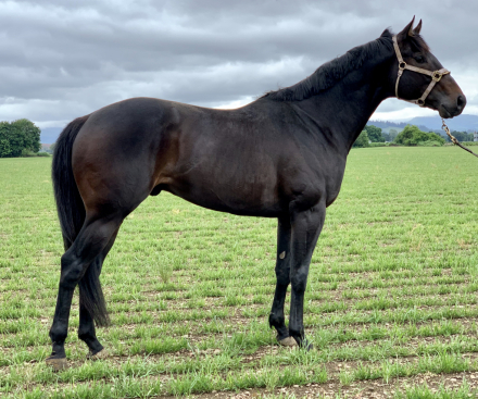 HorseID: 2185380 Sargent Stalker - PhotoID: 1065872