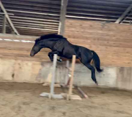 HorseID: 2185380 Sargent Stalker - PhotoID: 1065873