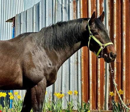 HorseID: 2185380 Sargent Stalker - PhotoID: 1065875