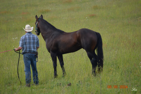 HorseID: 2210247 CS Driftin Bronsin - PhotoID: 1091882