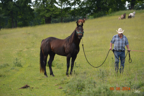 HorseID: 2210247 CS Driftin Bronsin - PhotoID: 1091883