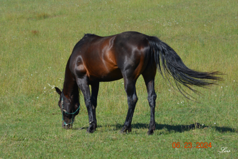 HorseID: 2210247 CS Driftin Bronsin - PhotoID: 1091884