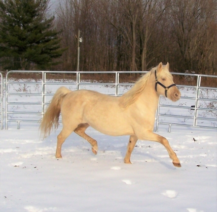 HorseID: 2218170 Amberfields Stardancer - PhotoID: 1035490