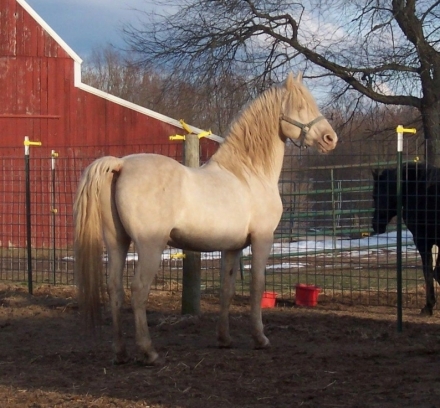 HorseID: 2218170 Amberfields Stardancer - PhotoID: 1035491