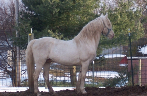 HorseID: 2218170 Amberfields Stardancer - PhotoID: 1035492