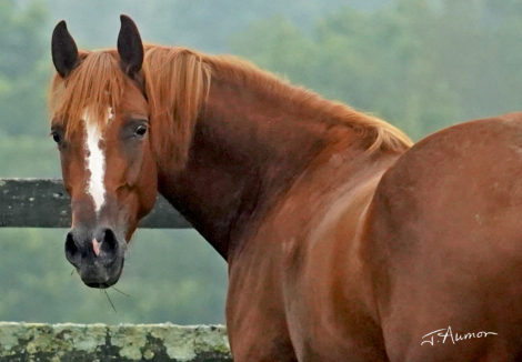 HorseID: 2225473 Pralines n' Creme CFK - PhotoID: 1079219