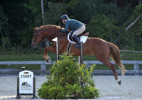 HorseID: 2238950 Calvin - PhotoID: 1092016