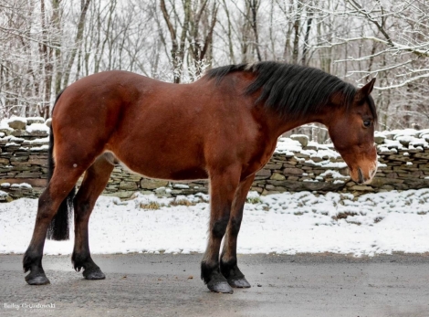 HorseID: 2242090 Rambo - PhotoID: 1002900