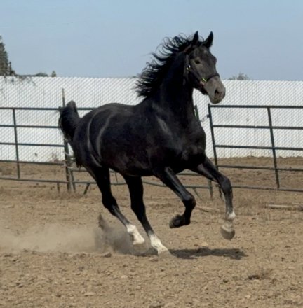 HorseID: 2242699 Supernatural - PhotoID: 1078035