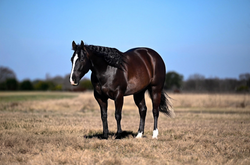 HorseID: 2246616 DDM THROWING SHADE - PhotoID: 1036979