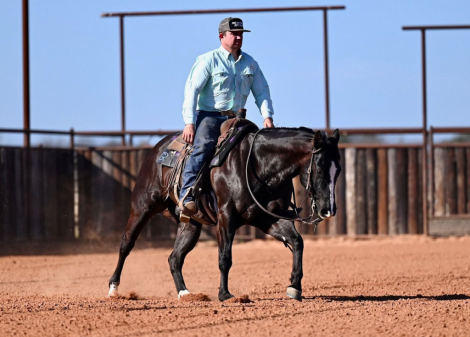 HorseID: 2246616 DDM THROWING SHADE - PhotoID: 1048804