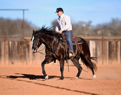 HorseID: 2246616 DDM THROWING SHADE - PhotoID: 1081216