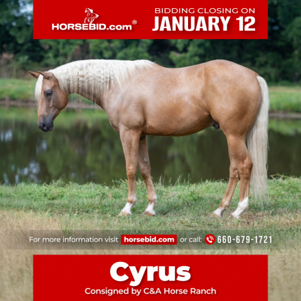 HorseID: 2246726 Commanders Fancy Eye - PhotoID: 1045893