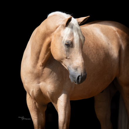 HorseID: 2246726 Commanders Fancy Eye - PhotoID: 1045894
