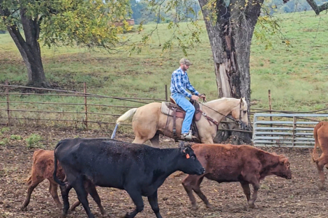 HorseID: 2246726 Commanders Fancy Eye - PhotoID: 1045895