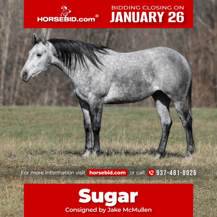 HorseID: 2246739 SQH Sugar Wood - PhotoID: 1045904