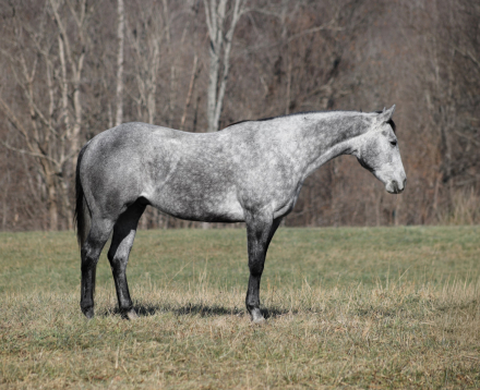 HorseID: 2246739 SQH Sugar Wood - PhotoID: 1045905