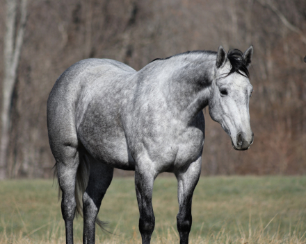 HorseID: 2246739 SQH Sugar Wood - PhotoID: 1045906