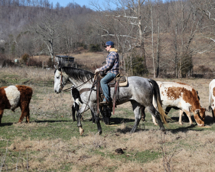 HorseID: 2246739 SQH Sugar Wood - PhotoID: 1045907