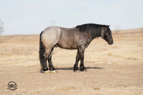 HorseID: 2246741 Luigi - PhotoID: 1028747