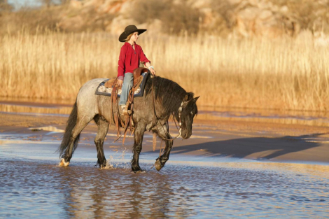 HorseID: 2246741 Luigi - PhotoID: 1028749