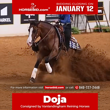 HorseID: 2247444 Shiney Beat - PhotoID: 1042253