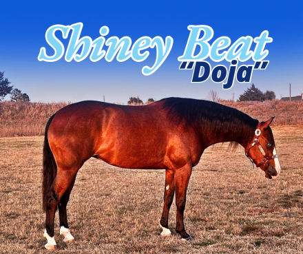 HorseID: 2247444 Shiney Beat - PhotoID: 1045868