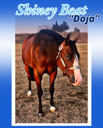 HorseID: 2247444 Shiney Beat - PhotoID: 1045869