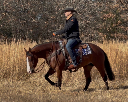 HorseID: 2247444 Shiney Beat - PhotoID: 1045870