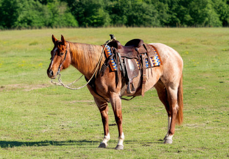 HorseID: 2247445 Kiss Me Dirty - PhotoID: 1045871