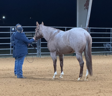 HorseID: 2247445 Kiss Me Dirty - PhotoID: 1068830