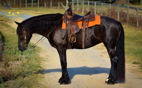 HorseID: 2247450 Zoe Girl - PhotoID: 1033507