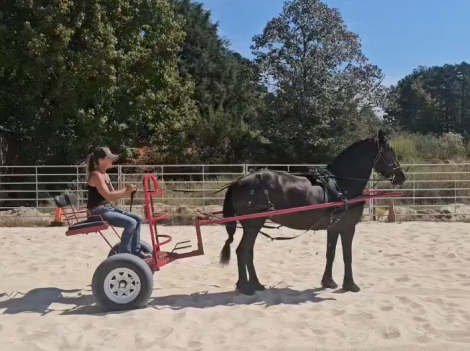 HorseID: 2247450 Zoe Girl - PhotoID: 1033509