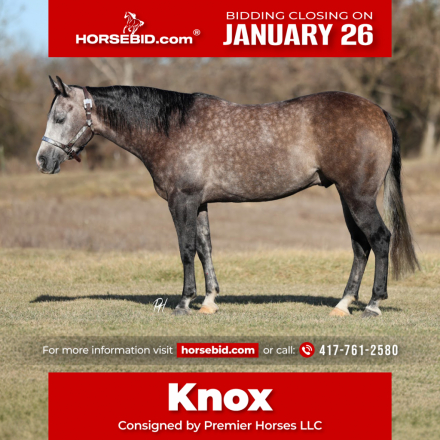 HorseID: 2247451 No Gutts No Glory - PhotoID: 1033502