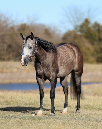 HorseID: 2247451 No Gutts No Glory - PhotoID: 1045924