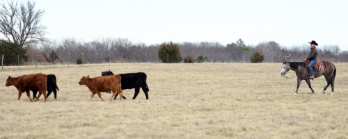 HorseID: 2247451 No Gutts No Glory - PhotoID: 1045926