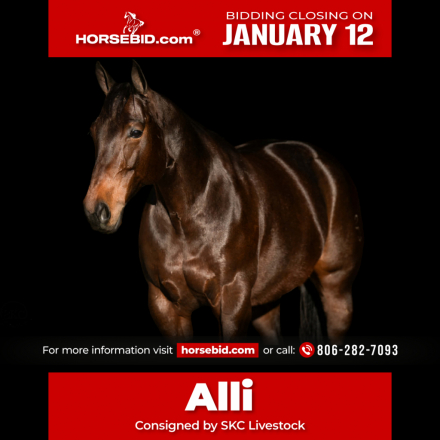 HorseID: 2247452 Alli Rey - PhotoID: 1028000