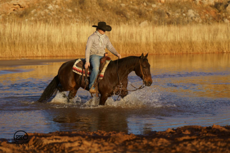 HorseID: 2247452 Alli Rey - PhotoID: 1028001