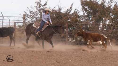 HorseID: 2247452 Alli Rey - PhotoID: 1028002