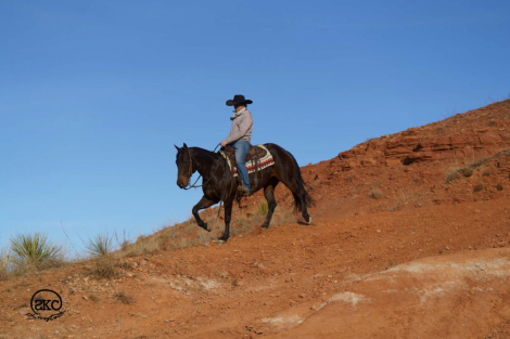 HorseID: 2247452 Alli Rey - PhotoID: 1050212