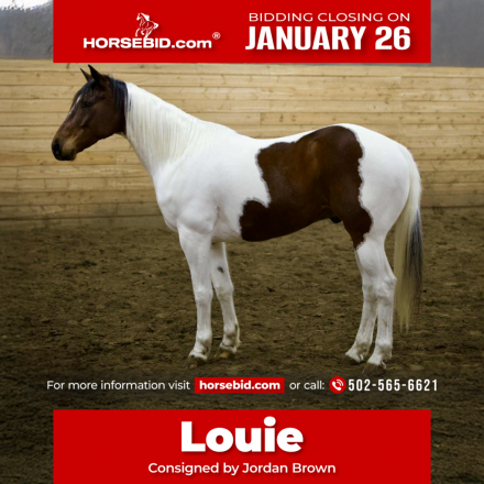 HorseID: 2247454 TONIS CURLY TOP - PhotoID: 1036990