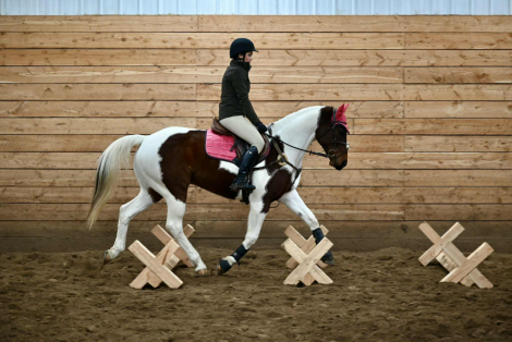 HorseID: 2247454 TONIS CURLY TOP - PhotoID: 1089904