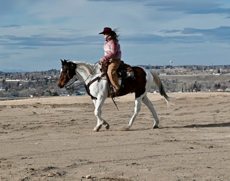 HorseID: 2247454 TONIS CURLY TOP - PhotoID: 1089905