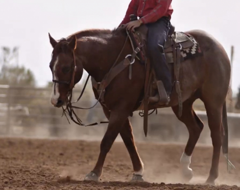 HorseID: 2247455 Huckleberry Hero - PhotoID: 1045890