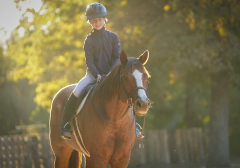 HorseID: 2247456 Redwinder - PhotoID: 1042249