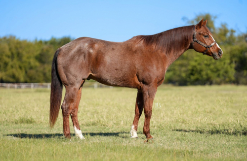 HorseID: 2247456 Redwinder - PhotoID: 1045880