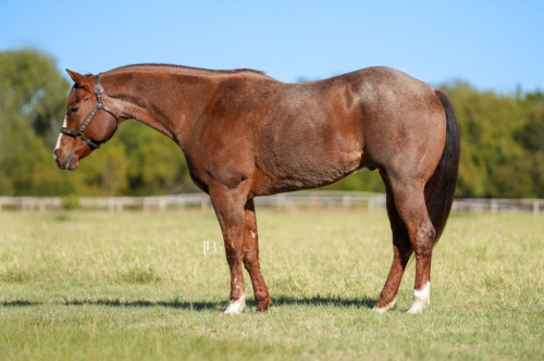 HorseID: 2247456 Redwinder - PhotoID: 1045881