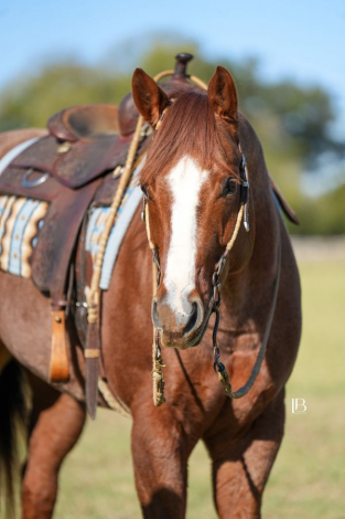 HorseID: 2247456 Redwinder - PhotoID: 1045882