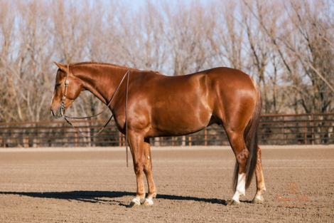 HorseID: 2247457 Voodoo it again - PhotoID: 1045874